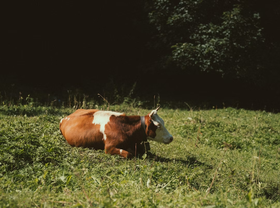Premium Fresh Meats, Delivered to Your Door